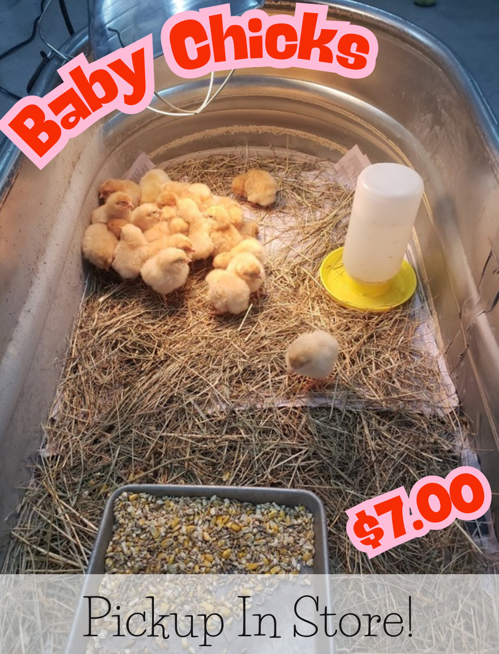Baby Chicks (Pickup in store inside Hannahs Home & Farm Supply)