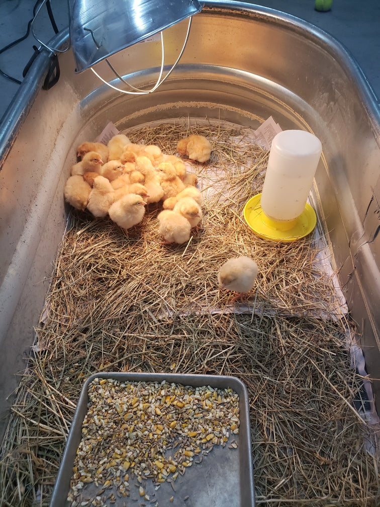 Baby Chicks (Pickup in store inside Hannahs Home & Farm Supply)
